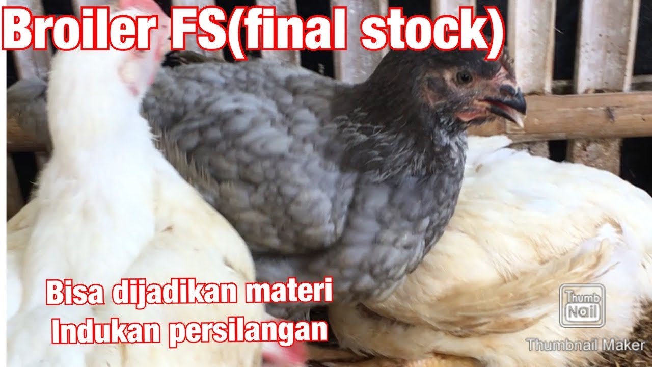 Kunci agar broiler final stock dapat digunakan menjadi materi indukan persilangan