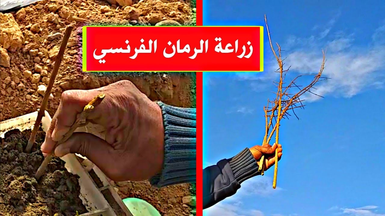 شاهد كيف يتم زراعة عقل الرمان بسهولة pomegranate cuttings cultivation