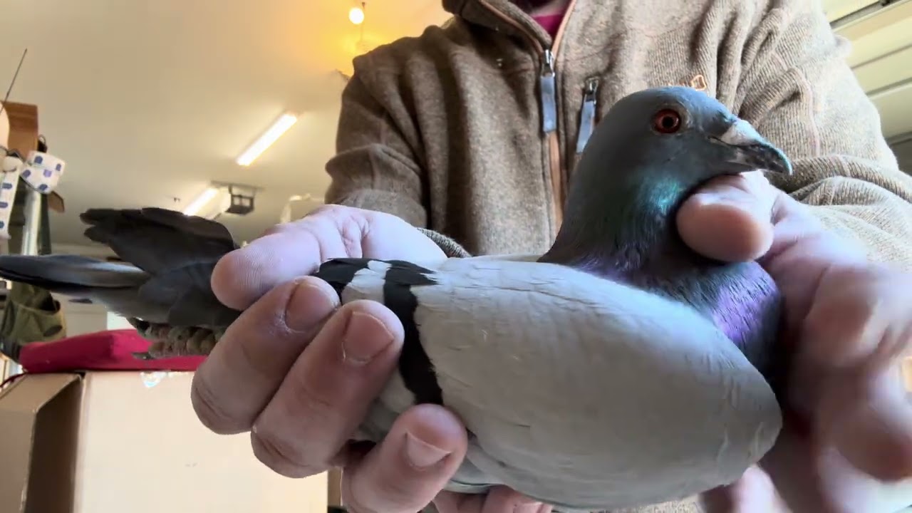 AU 25 GREEK 734 BB COCK 