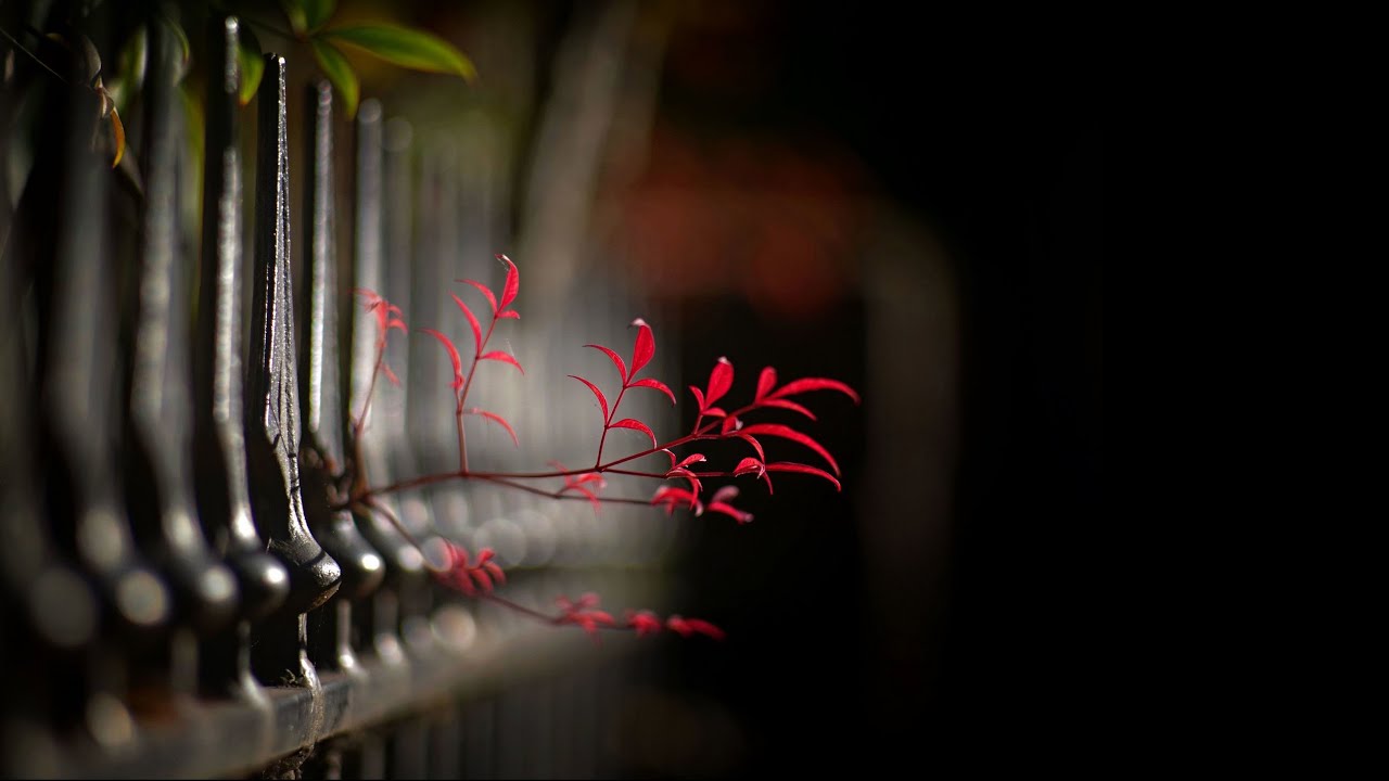 A few of the best Bokeh Lenses - Under 50mm - M42