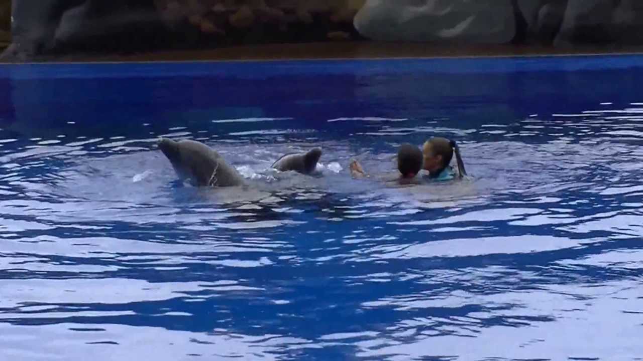 Dolphins Show. Aqualand, Adeje, Tenerife. August 2013