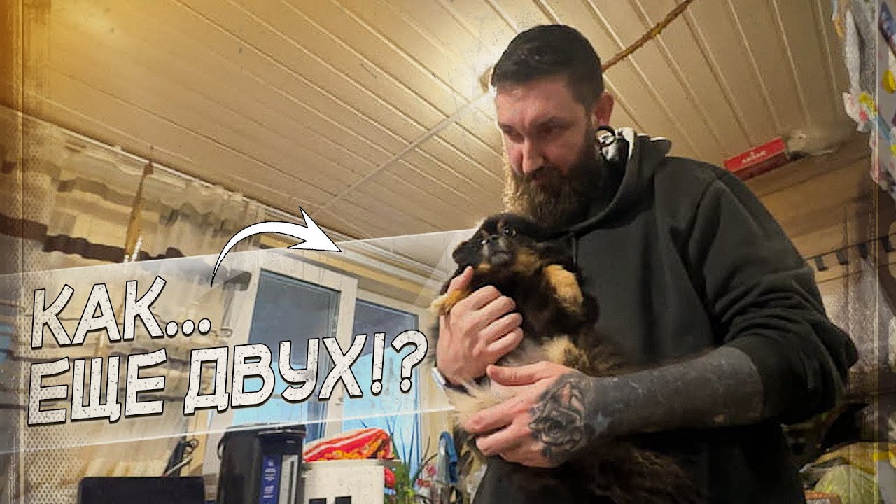 Они вернулись чтобы взять сразу ДВУХ СОБАК?!