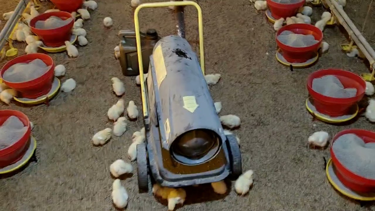 Diesel Brooder | Milage | Temperature Managment | Poultry Managment | Brooding Tip | Unboxing |