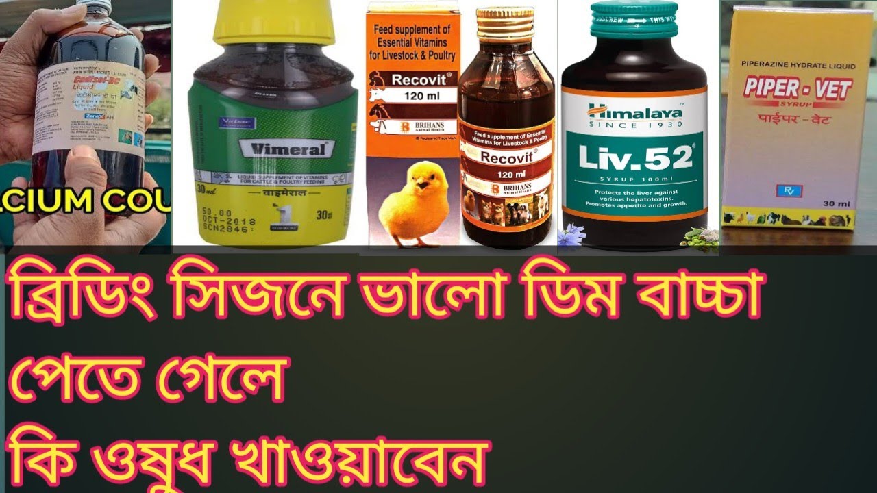 বর্ষাকালে ব্রিডিং সিজন শুরু হওয়ার আগে কিভাবে পাখিকে তৈরি করবেন ব্রিডিং এর জন্য।