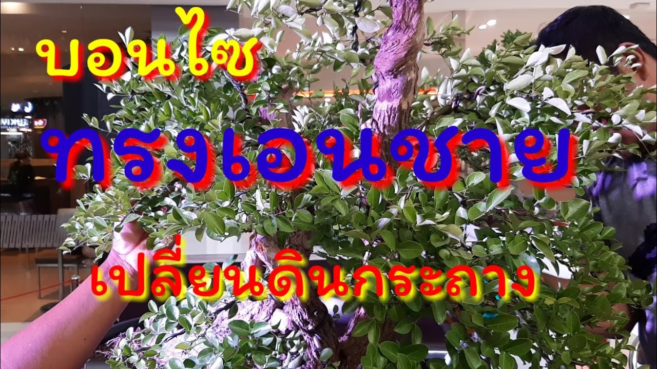 บอนไซ : ทรงเอนชาย,หนามพรม,เทคนิคการเปลี่ยนดินกระถางเลี้ยงสู่กระถางจริง,โดยคุณแก้ว แปดริ้ว