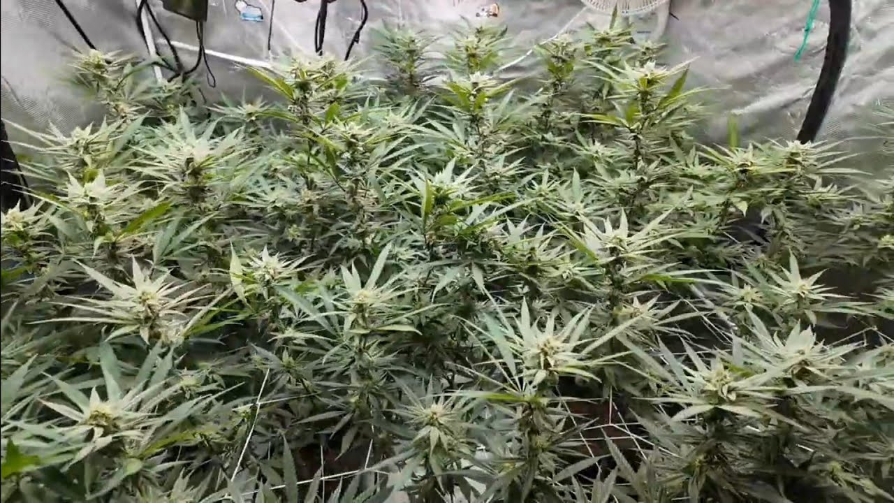 Autopots Gaia Green.  Blackleaf Genetics Ice Rock Candy and Solfire Strawmata. 