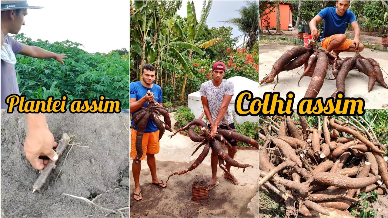 melhor forma de plantar macaxeira