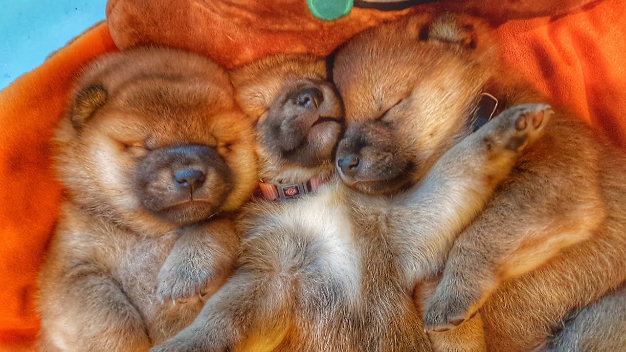 Adorable sleeping Shiba Inu pups - 25 days old
