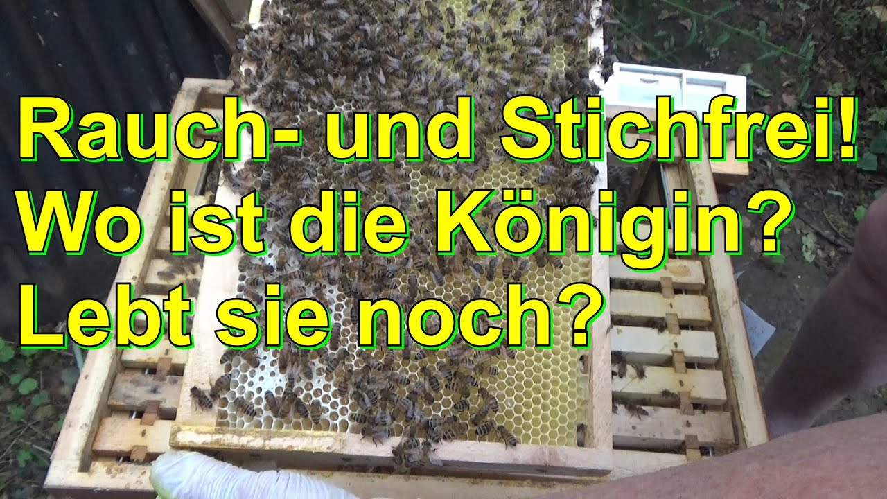 Rauch- und Stichfrei! Wo ist die Königin? Lebt sie noch?