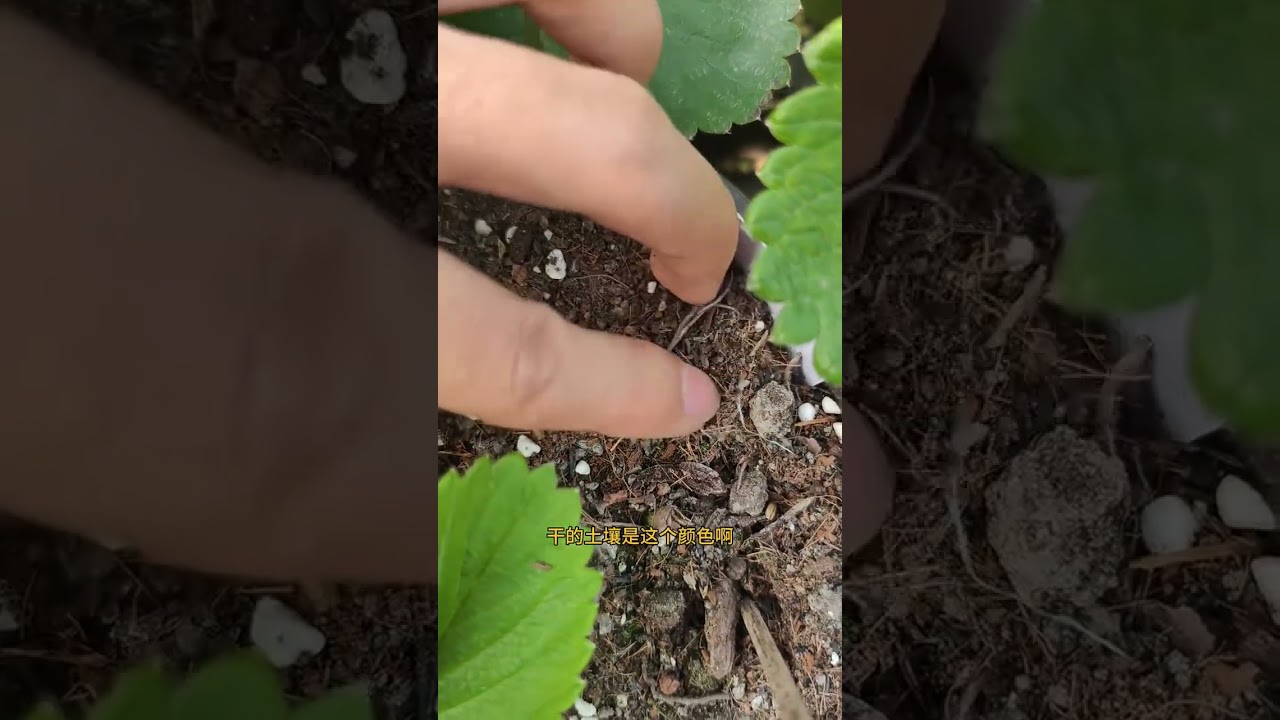 Watering methods for strawberries at different stages First water thoroughly when the soil