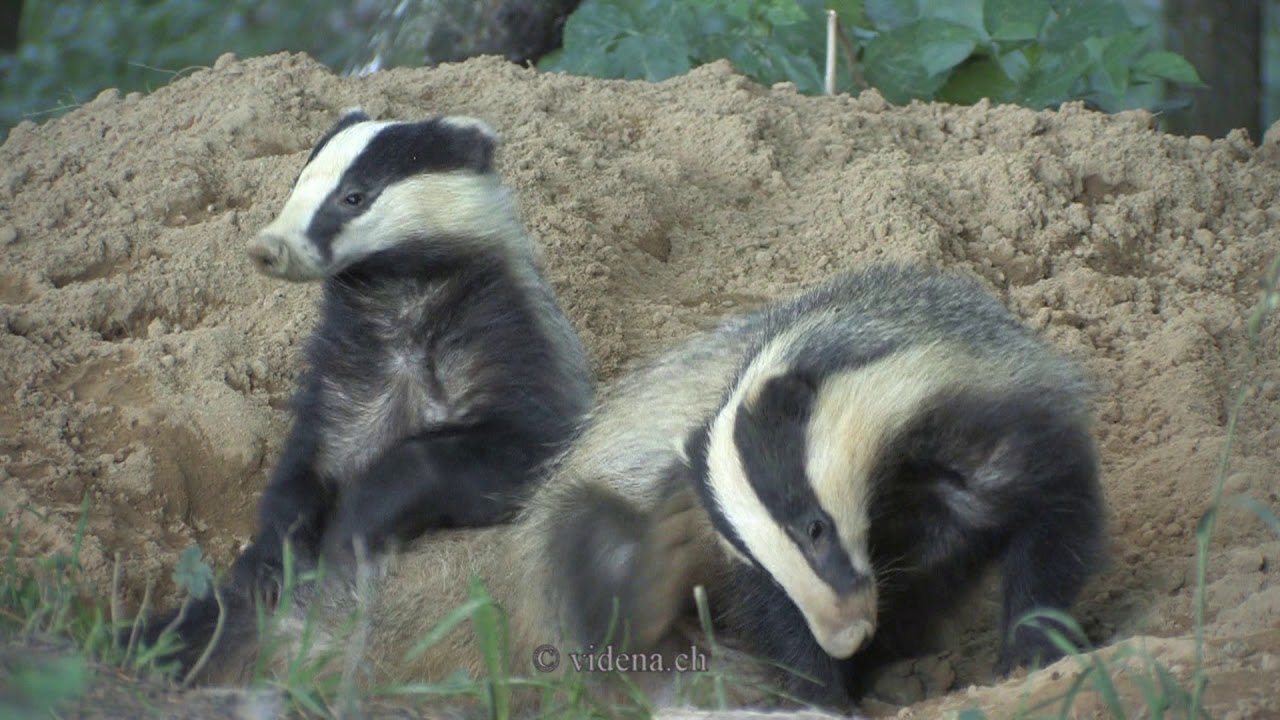 Dachs - badger