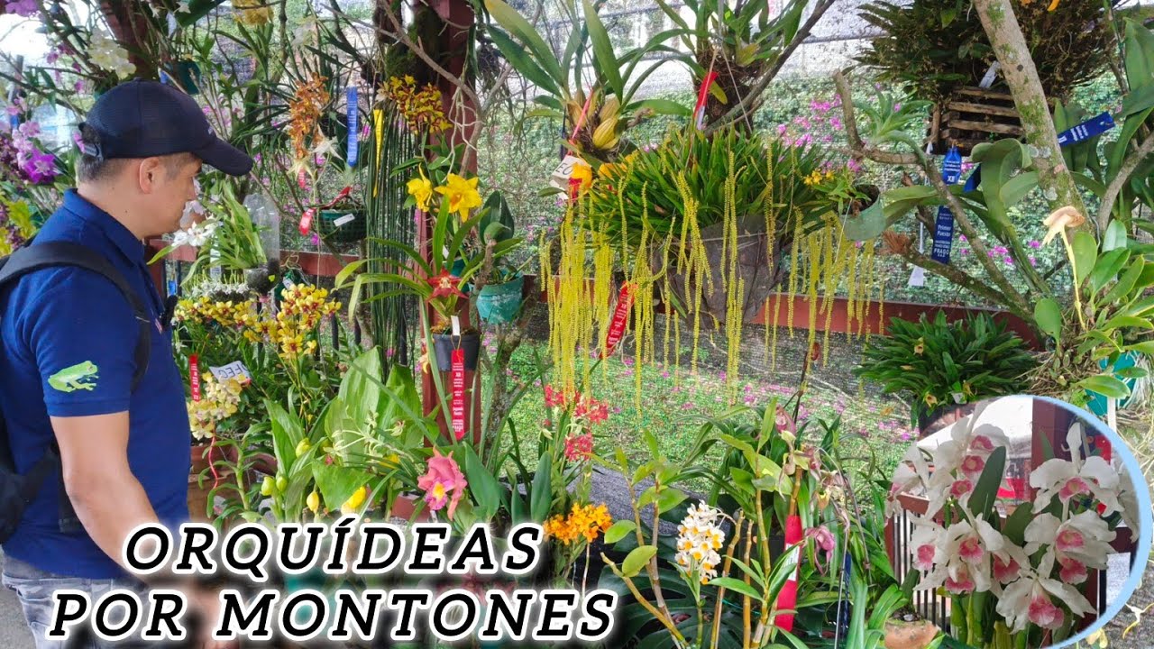 Acompañame a este hermoso recorrido lleno de Orquídeas EXPOSICIÓN ARMENIA QUINDÍO