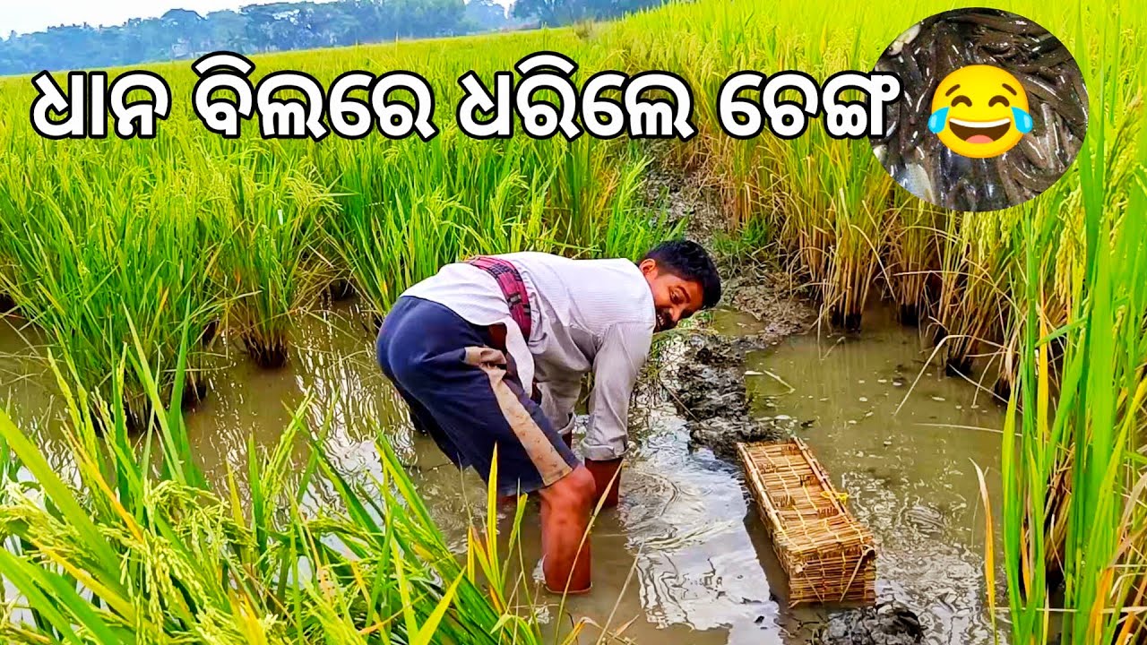 ଧାନ ବିଲରେ ଧରି ଚେଙ୍ଗ ମାଛ 😂 ହେଲେ ଲୋକହସା l Chenga Machha l Gouranga Nayak Odia Vlogs