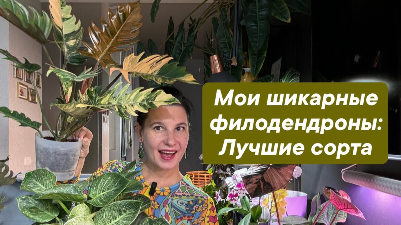 Мои шикарные филодендроны