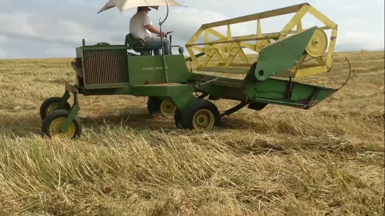 Windrowing oats with the old 800.