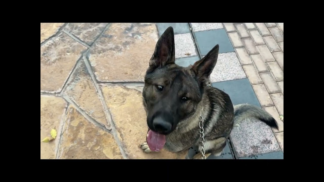 Als Overlander in Saudi Arabien mit Schäferhund ohne Klimaanlage -Team Horizon Seekers Tour bis Oman