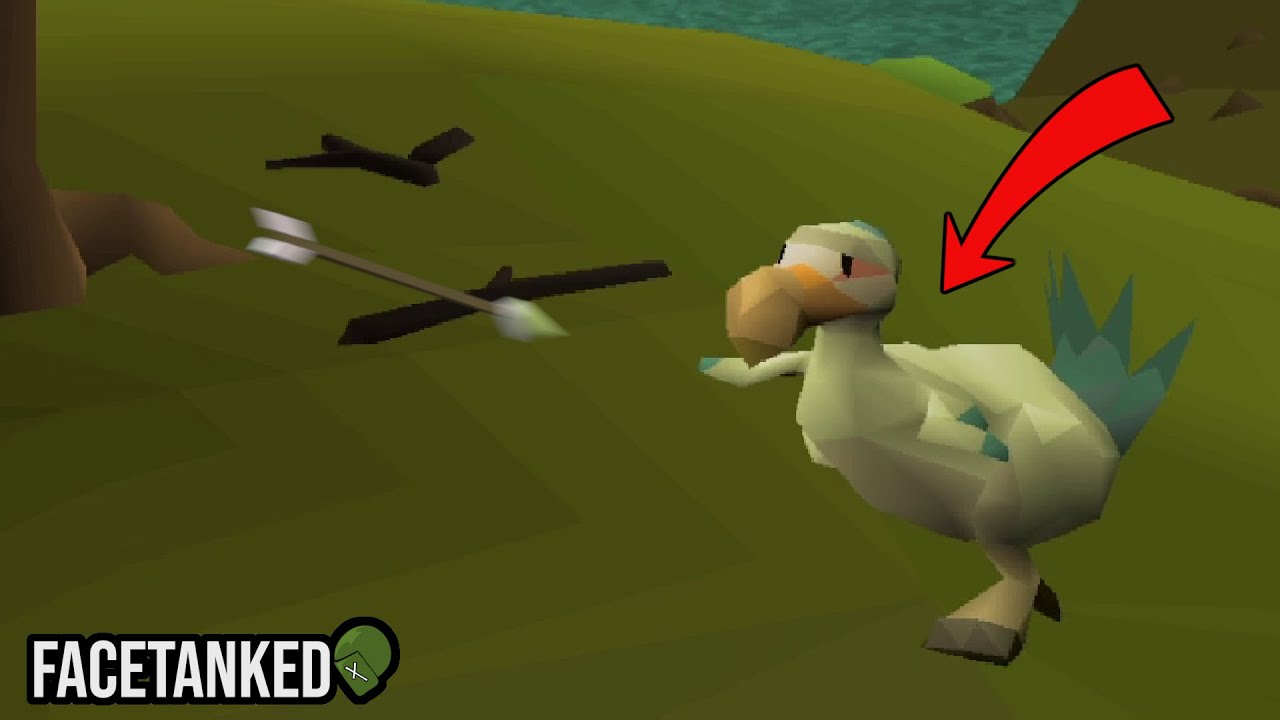 Do This for Your Chompy Bird KC