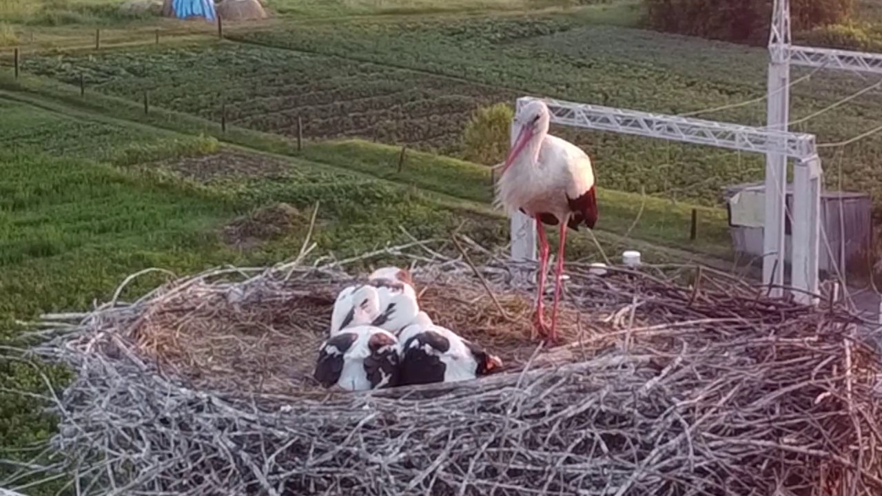 Лелеки виводять потомство...