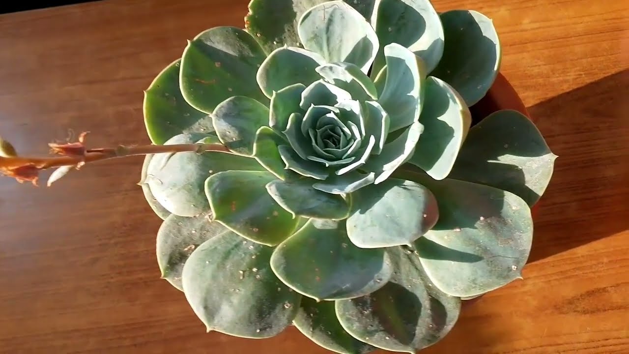 الاشيفيريا 🪴من اجمل النباتات العصارية اي سؤال جاهزة تكرمو احلى صبايا 💚#زراعة#اكسبلور#ملح وسكر