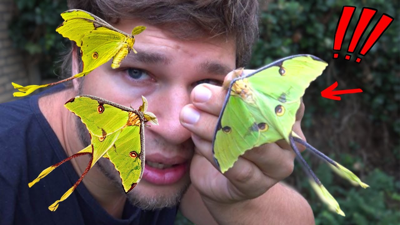 African Moon Moth CARE: HOW to BREED them? / Argema mimosae in MothCycles (ft. Bart Coppens)