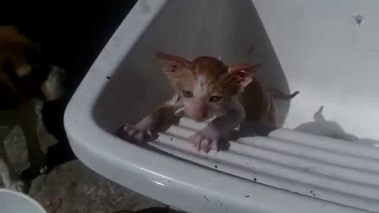 gato baño