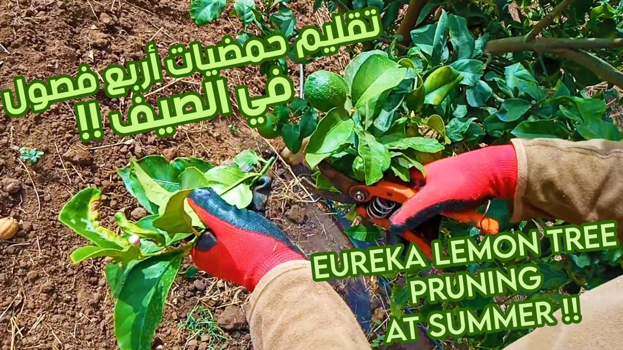 إليكم أفـــضل طريقة لتقليم الحــمضيات أربع فصــول في الصــيف | كورس تعليمي