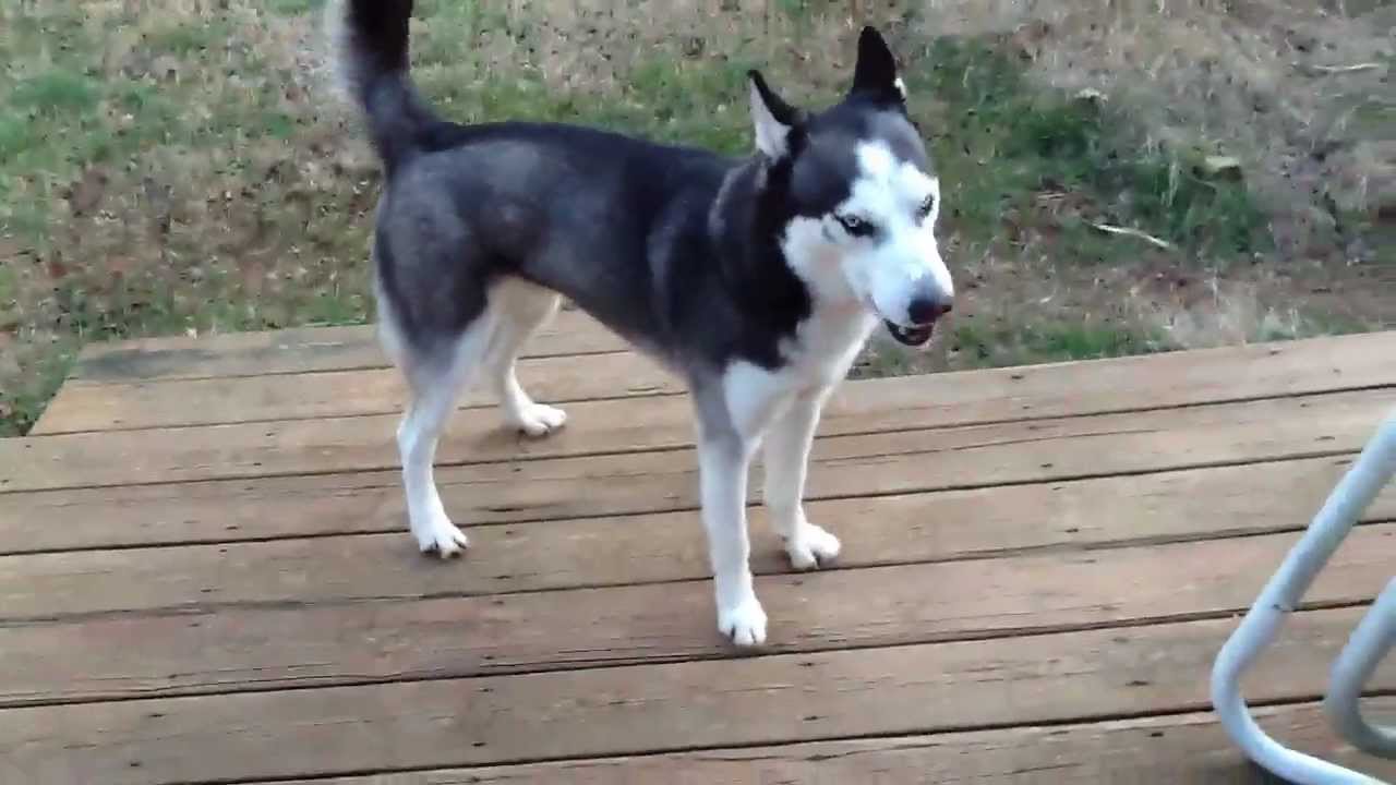 Lobo the Siberian Husky - Zoomies