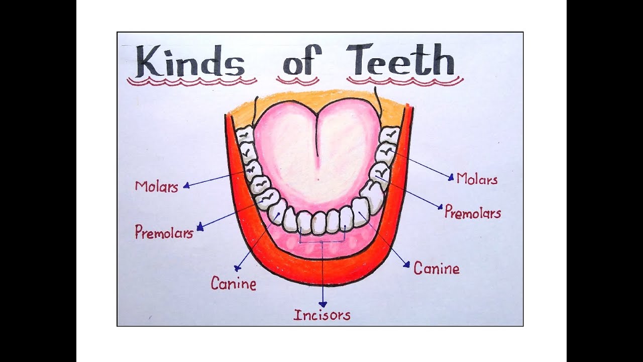 HOW TO DRAW HUMAN DENTURE WITH 4 TYPES OF TEETH/ STRUCTURE OF TEETH DIAGRAM / DRAWING HUMAN DENTURE