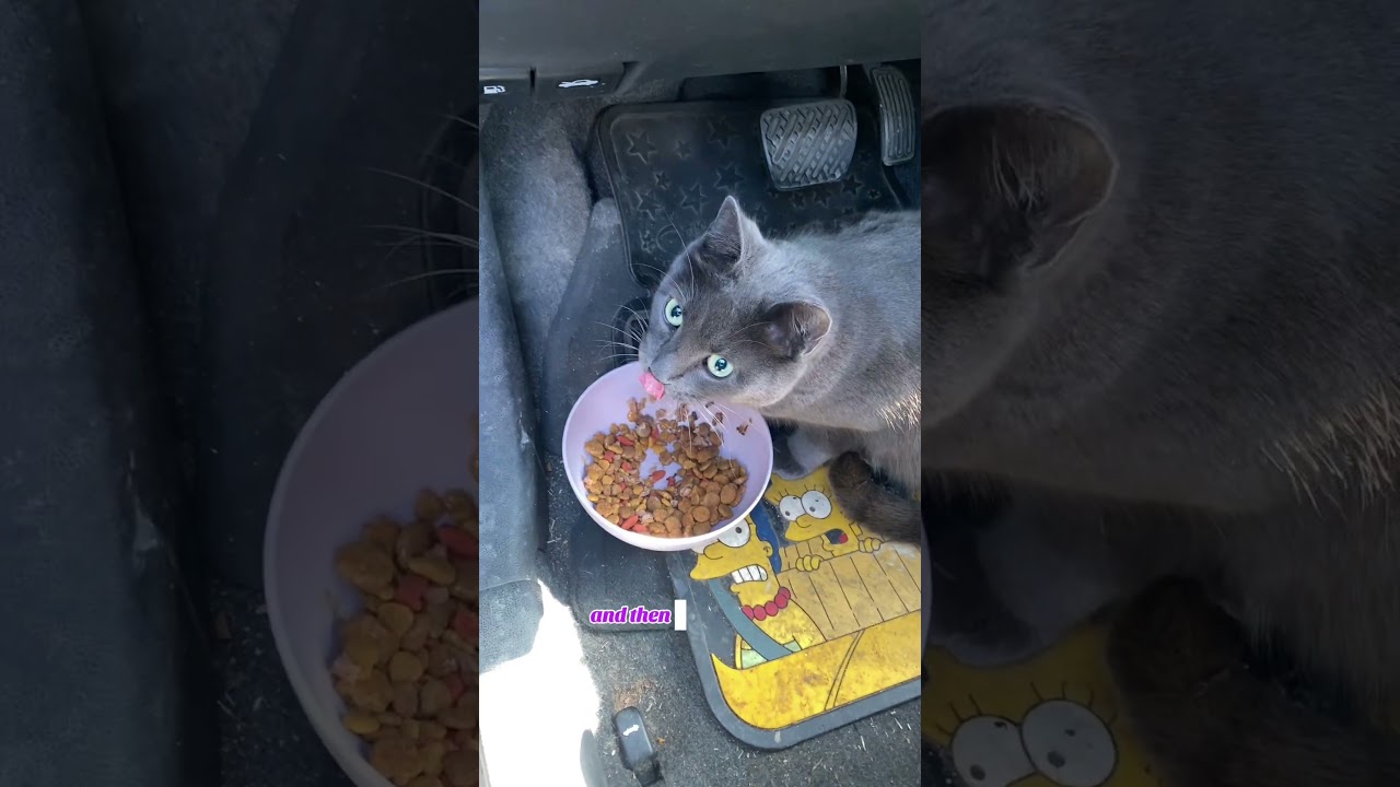 #catsofyoutube