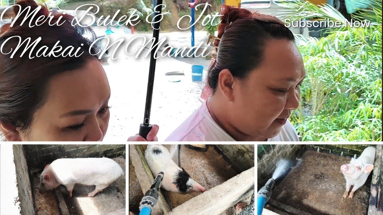 Daily Vlog || Meri Bulek N Jot Makai 
