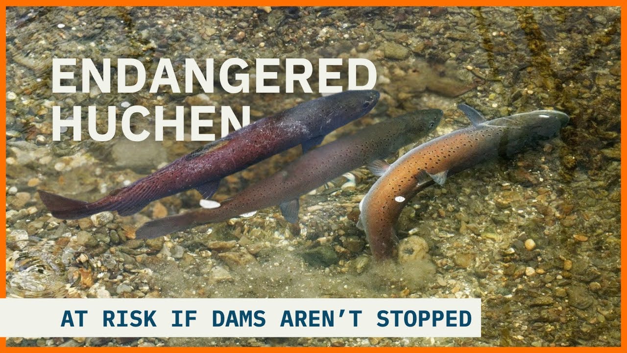 Scientists reveal critical information about the endangered Danube salmon