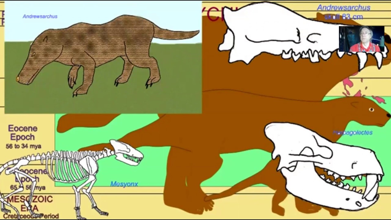 condylarths & artiodactyl evolution