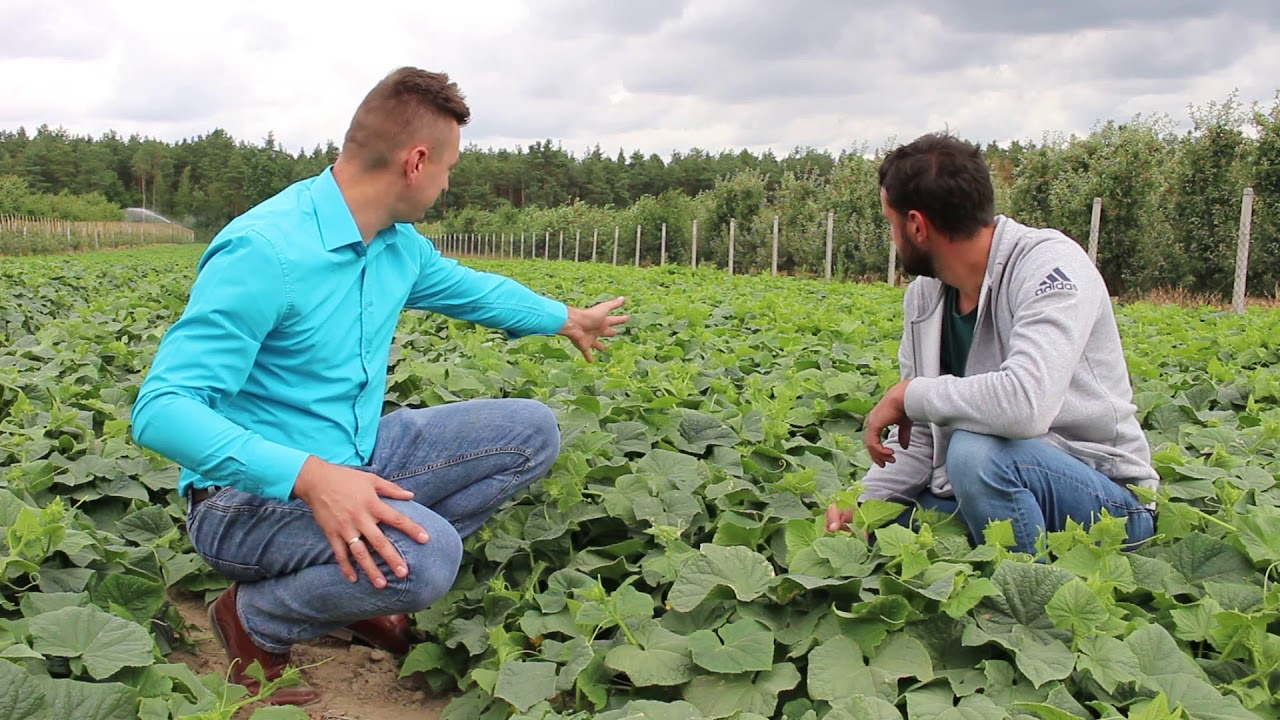 EFEKTY STOSOWANIA TECHNOLOGII NATURALCROP W UPRAWIE OGÓRKA GRUNTOWEGO