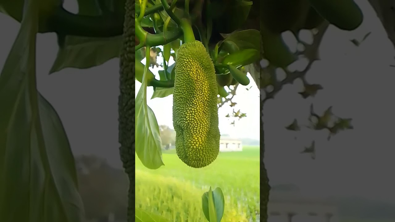 #মেঠোপথ#ধানক্ষেত#আইল#সরাসরি মাঠের ভিডিও#Field-beauty