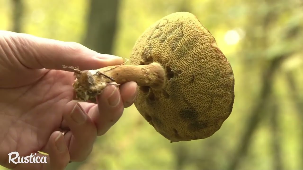 Podgrzybek pospolity (borowik badius)