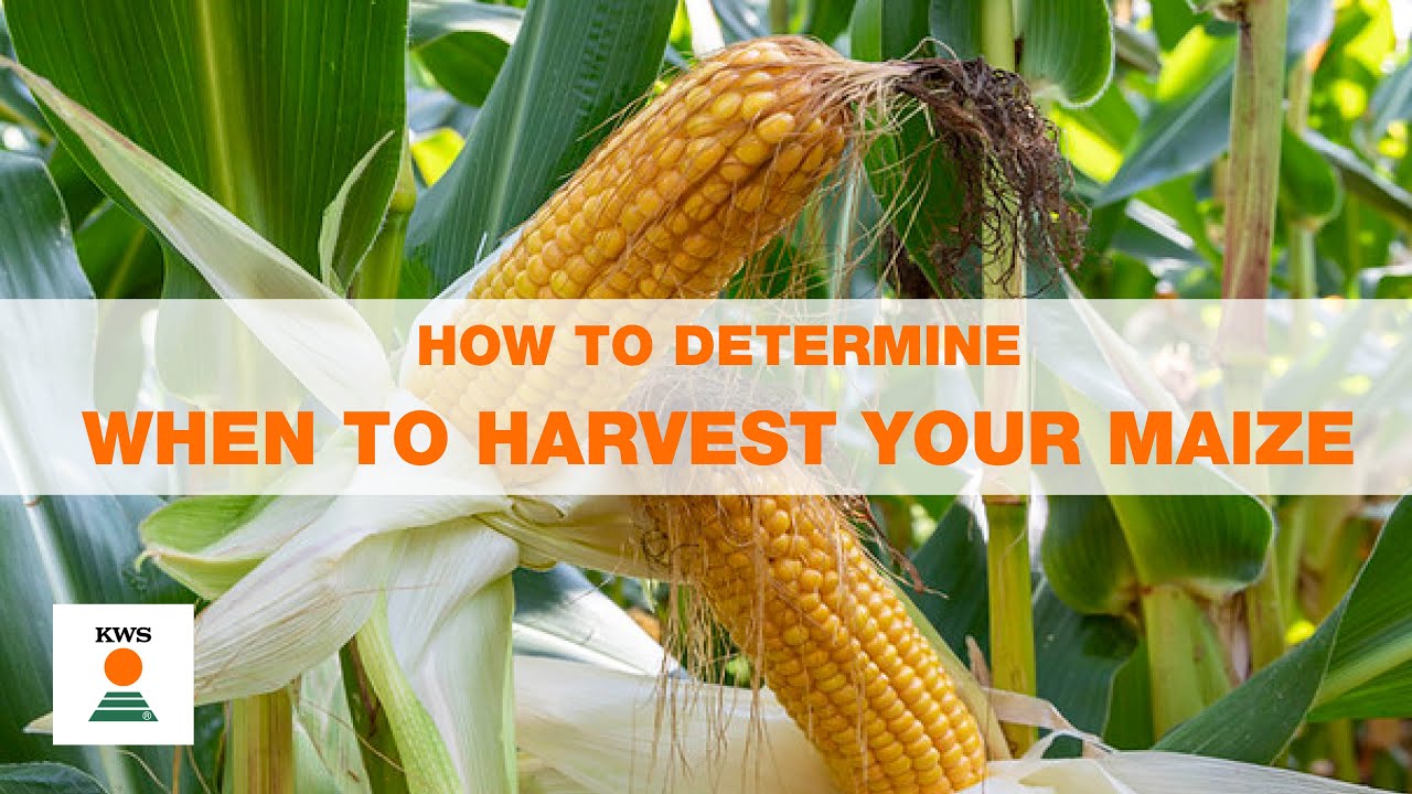 How to determine when to harvest your maize