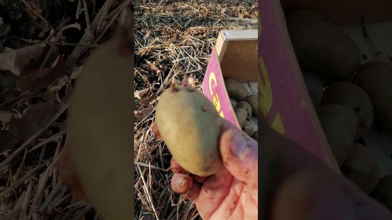 Culture de pomme de terre sur butte de fumier de cheval (les l&eacute;gumes des muternes sur sol vivant)