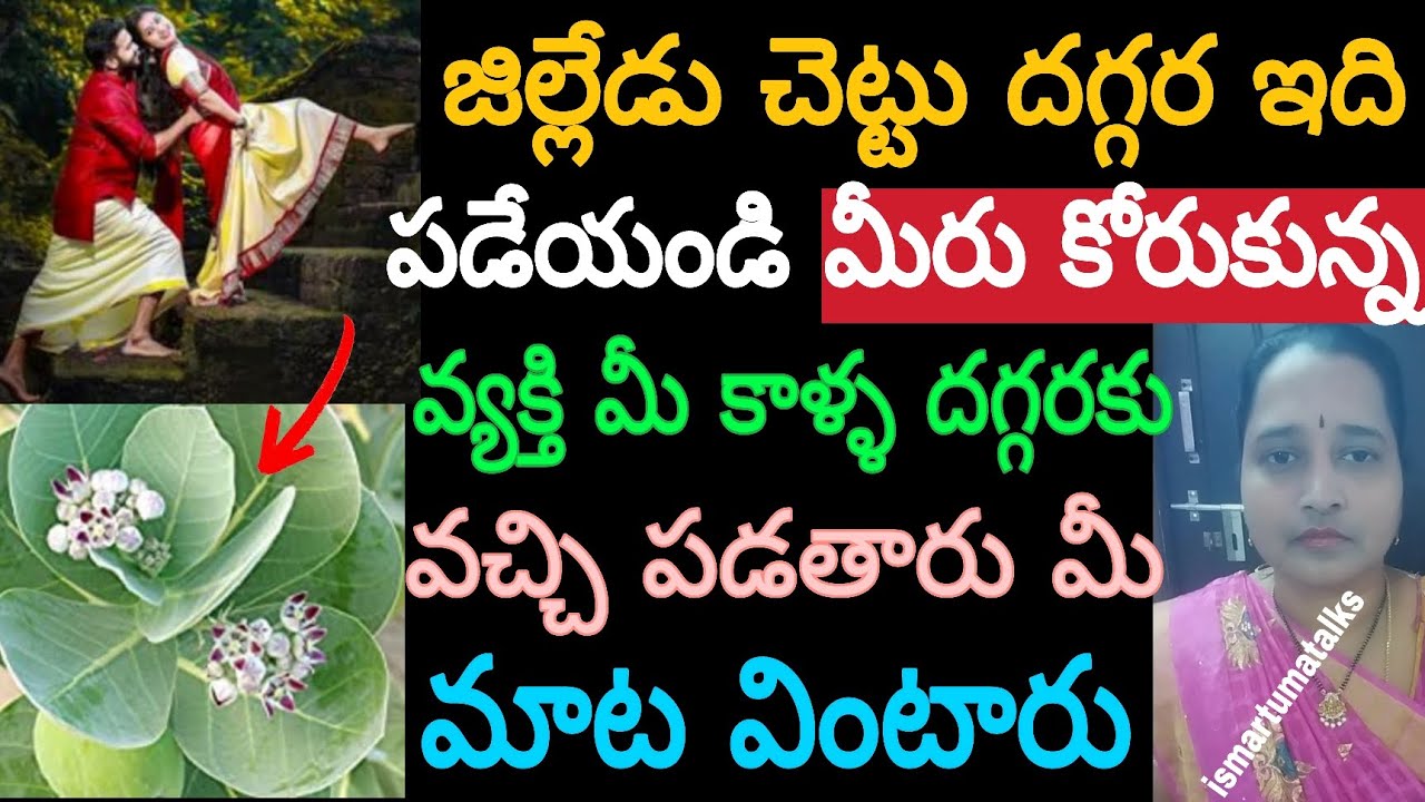 జిల్లేడు చెట్టు దగ్గర ఇది పడేయండి మీరు కోరుకున్న వ్యక్తి మీ కాళ్ళ దగ్గరకు వచ్చి పడతారు మీ మాట..