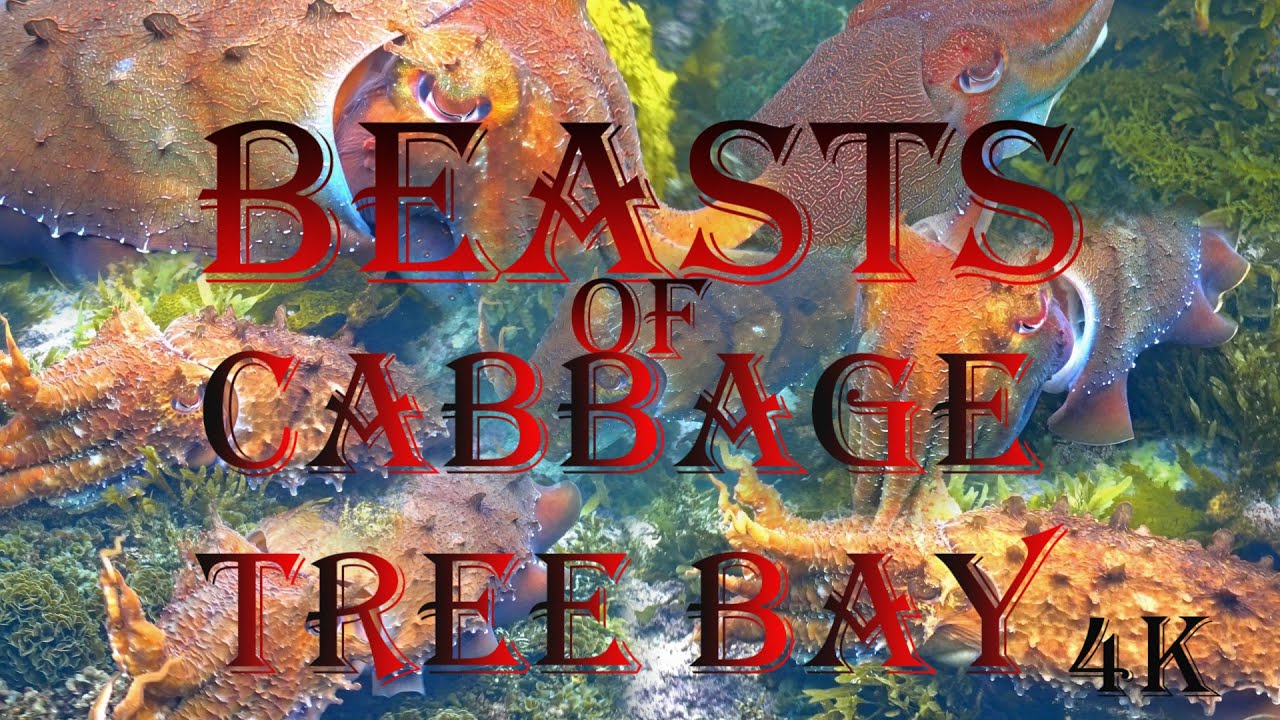 Beasts of Cabbage Tree Bay