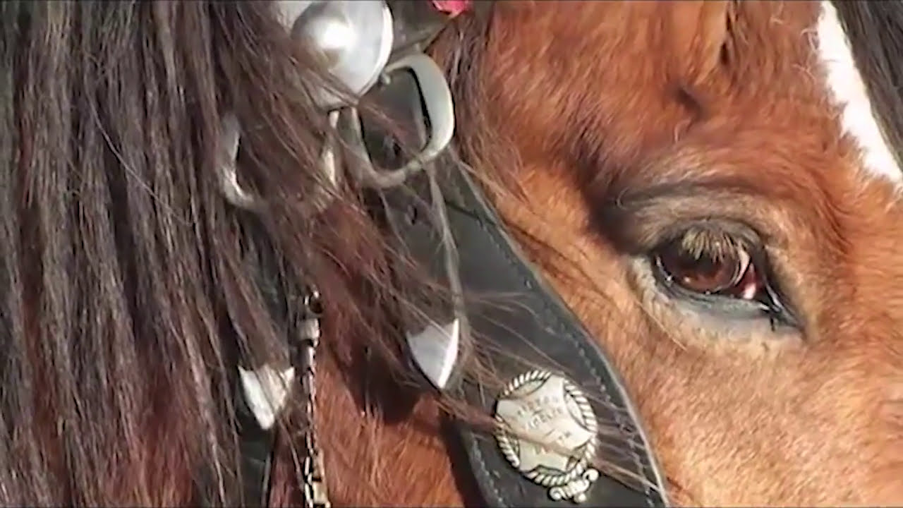 Equestrian TV Showcase