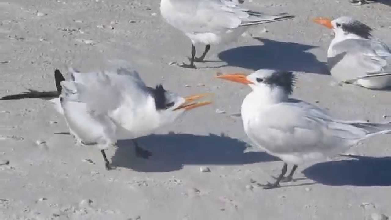 burd