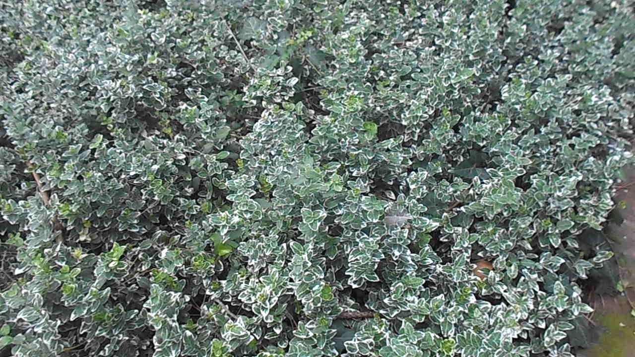 Euonymus Gaiety!! Srebrni tepih. Japanska kurika ponos svakog vreta. Razmnožavanje.