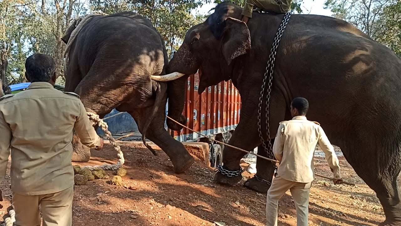 Elephant Ravi shifted from   sakrebylu camp to Khana Thiger Reserve