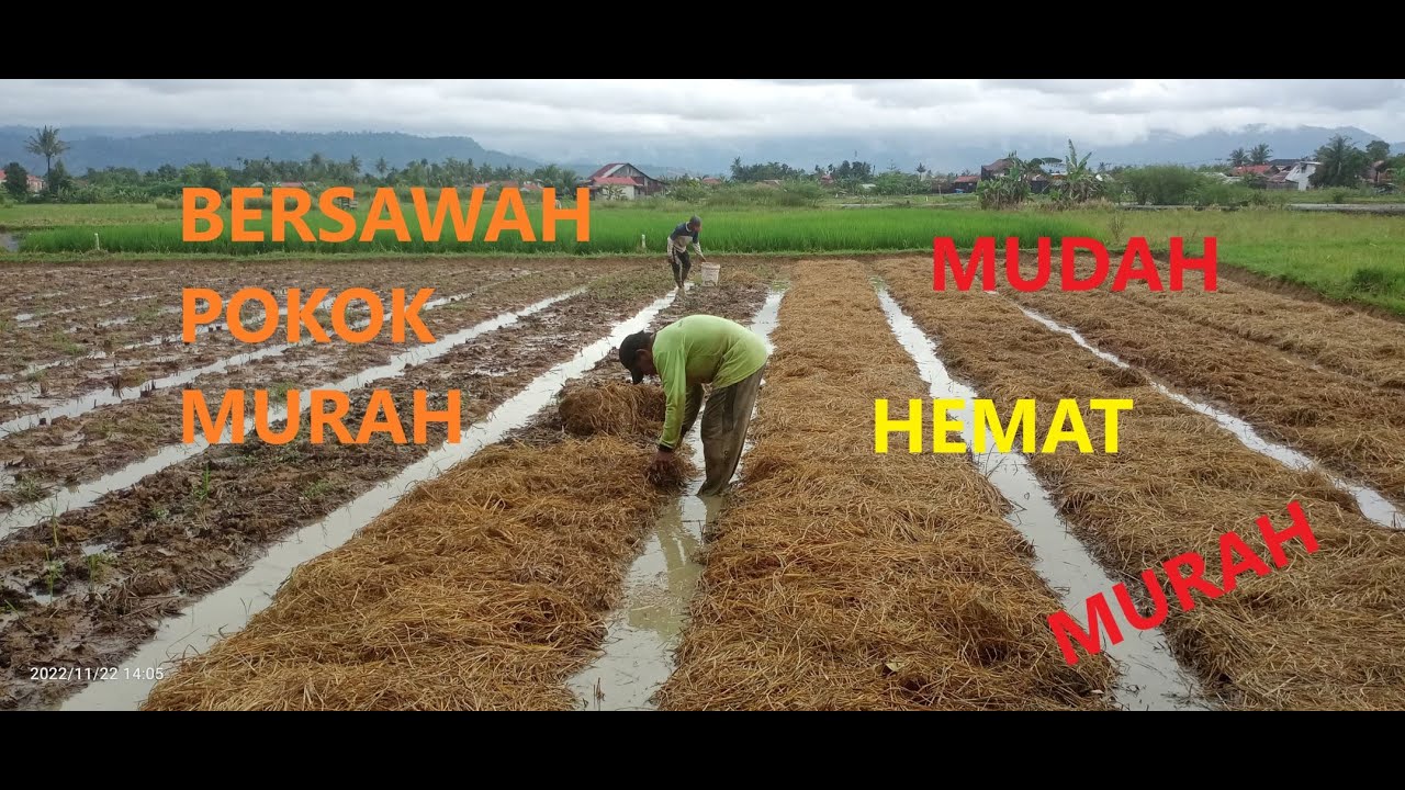 BERSAWAH POKOK MURAH II PART 1 II PERSIAPAN LAHAN II Mulsa Tanpa Olah Tanah