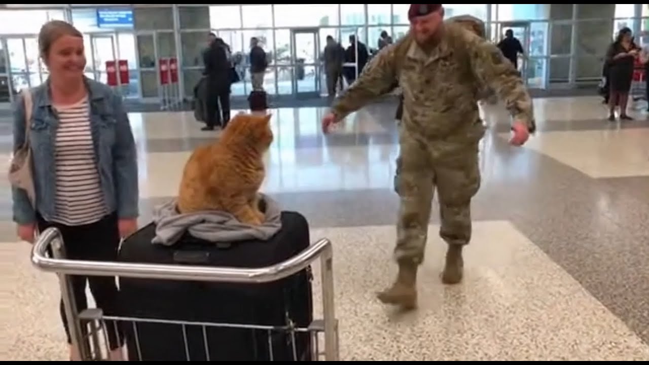🐈 🥰🥰 Can You Imagine the Cats' Delight When Dad Returns After Years? It's Heart - melting！#cat