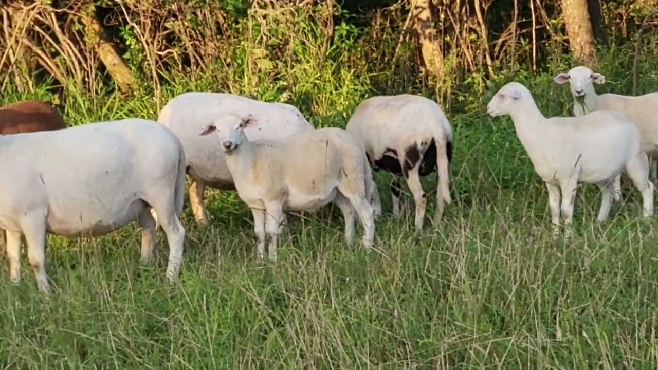 Caring for Pasture, Katahdin Sheep Culling and Condition