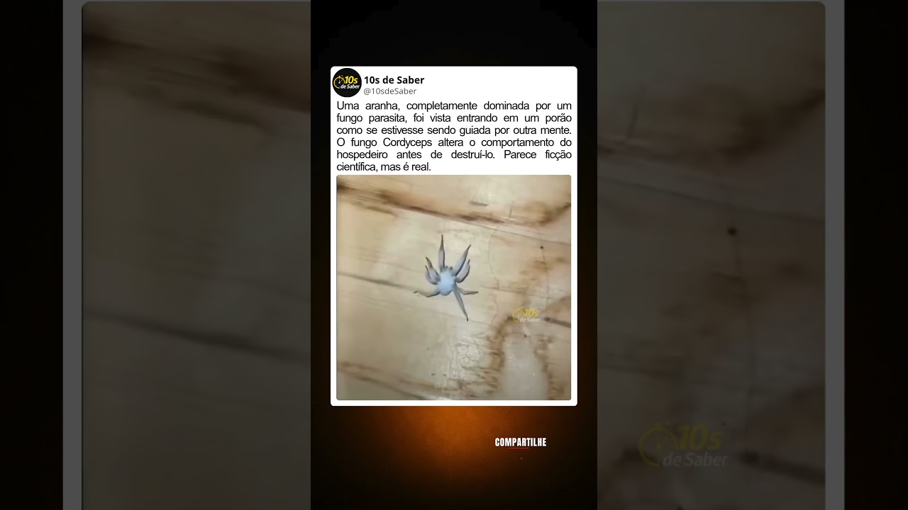 Essa aranha parecia possu&iacute;da&hellip; e a explica&ccedil;&atilde;o &eacute; real