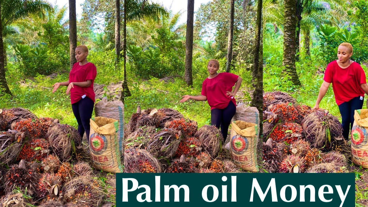 How We Harvest 103 Bunches Of Palm Fruits In 60 Minutes!!