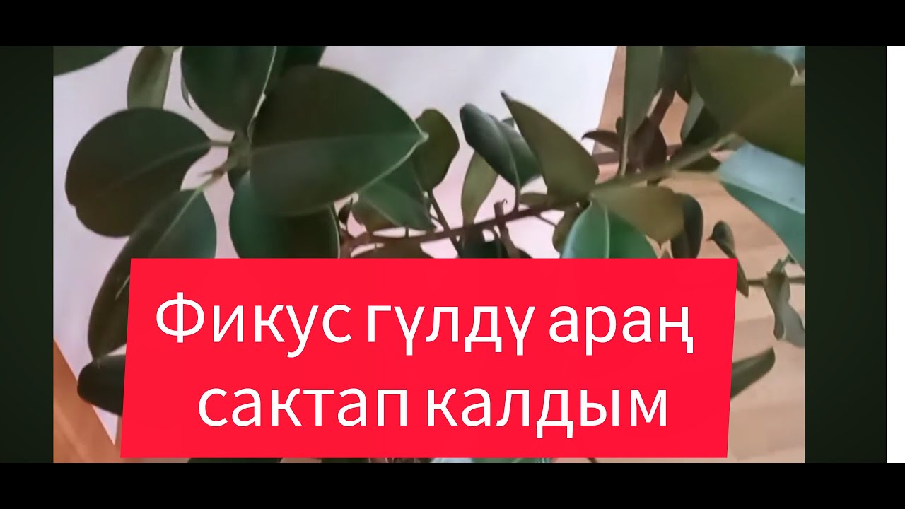 Менин катамды кайталабаныздар