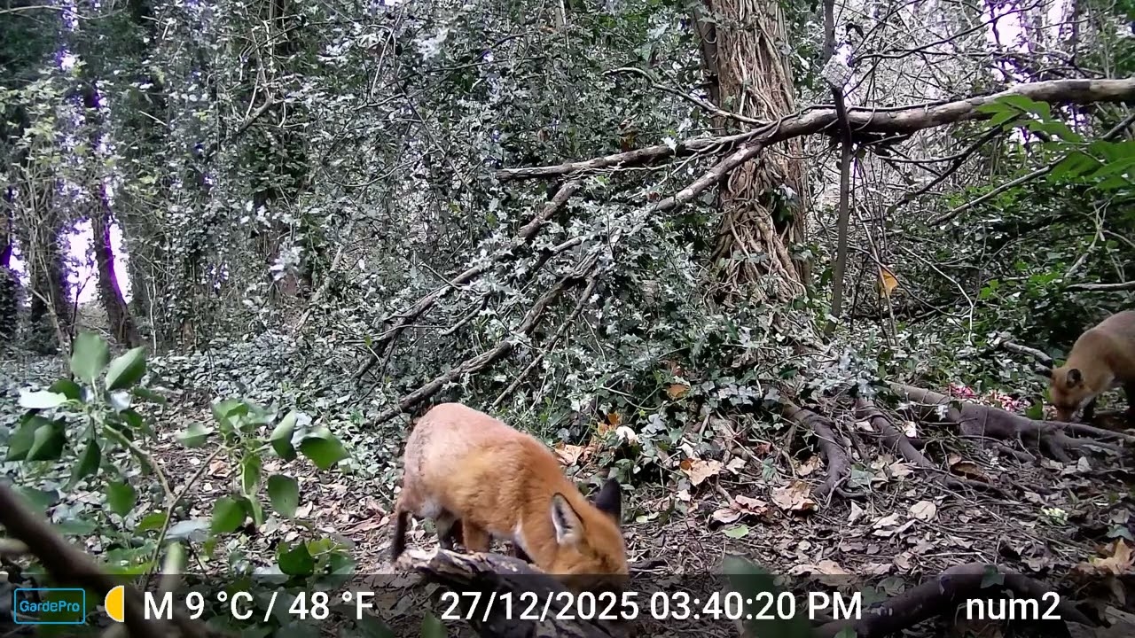 Tatty defends his snack grumbling old fox, British wildlife woodland UK conservation 